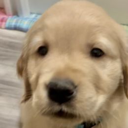 Boy 3 - Light golden Golden Retriever puppy in Spokane Valley, Washington from Golden Beginnings
