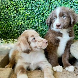 Miniature Australian Shepherd puppies from Mini Aussies of TX
