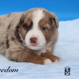 Freedom - Red merle male Miniature Australian Shepherd puppy in Weeki Wachee, Florida from Arlington's Mini Aussies