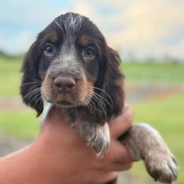 Boy 4 - Liver white and tan male English Springer Spaniel puppy in Fort Meade, Florida from Lake in the Hills Springers
