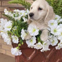 Spur - CKC Registered :: Dark Blue - Cream male Dachshund puppy in Erick, Oklahoma from 4-L Backyard Dach