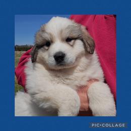 FLANNIGAN- blue collar - White and badger male Great Pyrenees puppy in Mikado, Michigan from Brittain Family Farm