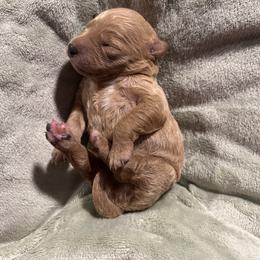 Benny - Apricot male Goldendoodle puppy in Graham, North Carolina from Geise Meadow Doodles