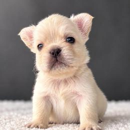 Yeti-Love at Frost Sight - Cream male French Bulldog puppy in Porter, Texas from Whatabulldog
