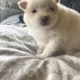 Pomeranian Puppies from Ruby’s Kennel