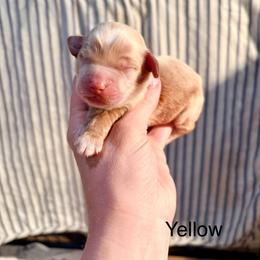 Eleanor (yellow) - Buff female Cockapoo puppy in Denver, Pennsylvania from Greenview Puppies