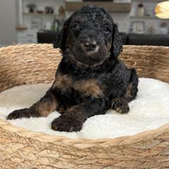 Orange Collar - Black and tan male Irish Doodle puppy in Indiahoma, Oklahoma from Farm Fresh Doodles