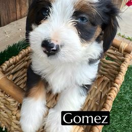 Gomez - Black tri-color male Aussiedoodle puppy in Bakersfield, California from Annie's Aussies