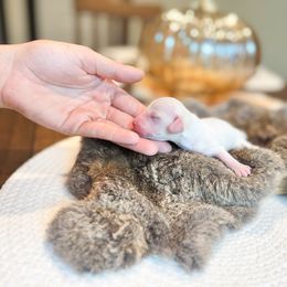 Dachshund Puppies from G&K Kennels