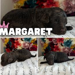 Margaret (CHOCOLATE) - Chocolate female Cavapoo puppy in Thorndale, Texas from Hattie’s Texas Cavapoos