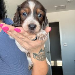Chip - Piebald male Dachshund puppy in Tucson, Arizona from Tucson Dachshund Co.