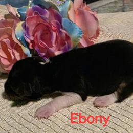 Ebony - Black tan and white female Rat Terrier puppy in Divide, Colorado from Outlaw Farm and Kennel