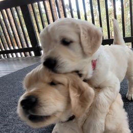 Golden Retriever Puppies from Evergreen Goldens