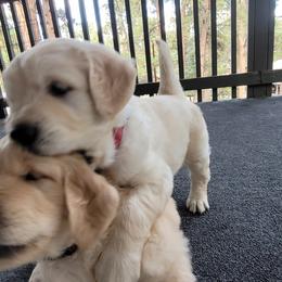 Golden Retriever Puppies from Evergreen Goldens
