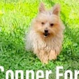 Connor - Yorkshire Terrier