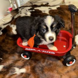 Boy 5 - Black tri male Miniature Australian Shepherd puppy in Graham, North Carolina from Thompson Farm Mini Aussies