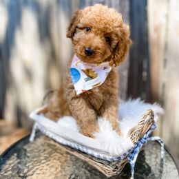 Bernedoodle and Goldendoodle Puppies from Florida Pumpkadoodles