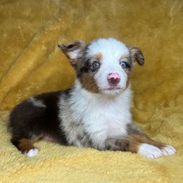 Lollipop - Red merle Miniature Australian Shepherd puppy in Alabama from SBA Aussies