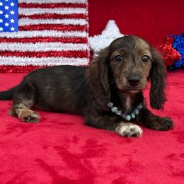 Bexley - Brindle female Dachshund puppy in Lincoln, Arkansas from Red Dirt Dachshunds