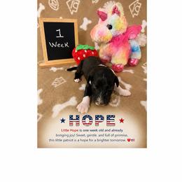 Hope - Black and white female Sheepadoodle puppy in Glen Rose, Texas from Clevenger’s Sheepadoodle Fur Baby Farm