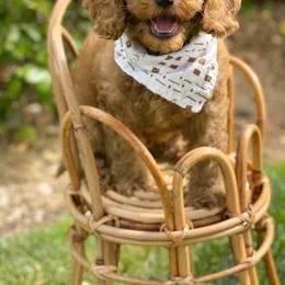 Australian Labradoodle Puppies from Pixie Doodle Paws