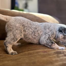 Australian Cattle Dog Puppies from Adcock Ranch Cattle Dogs