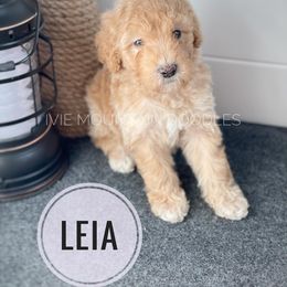 Goldendoodle Puppies from Ivie Mountain Doodles