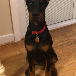 Doberman Pinscher Puppies from Makkr Ridge Dobermans LLC