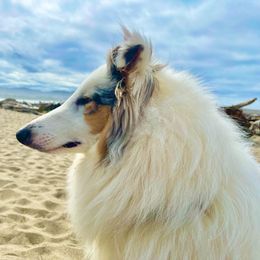 Jax - Collie