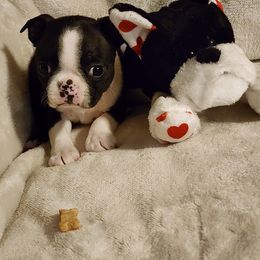 Boston Terrier Puppies from Boston Pride