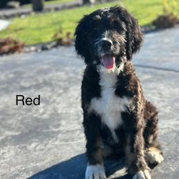 Red - Tri-color female Bernedoodle puppy in Pasco, Washington from Camp Doodle Woods