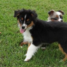 Girl 2 - Black tri female Miniature Australian Shepherd puppy in Lawton, Oklahoma from Lindsey’s Aussies