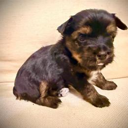 Yellow collar - Black and tan female Yorkshire Terrier puppy in Dallas, North Carolina from Yorkie Fever