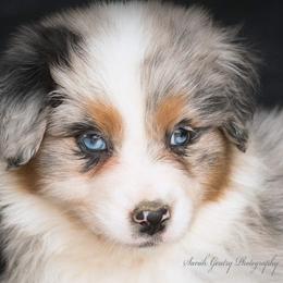 Aussiedoodle and Australian Shepherd Puppies from SS Australian Shepherds and Aussiedoodles