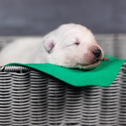 Green - White male Berger Blanc Suisse puppy in Chestnut, Illinois from Fireside Fernweh
