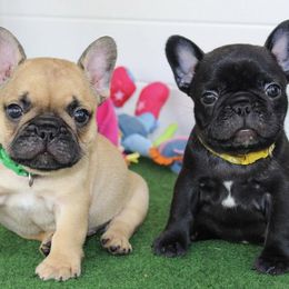 French Bulldog Puppies from SnortVille Bullies
