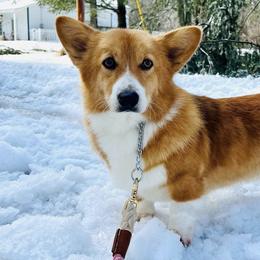 Pembroke Welsh Corgis from Monte Cristo Corgis