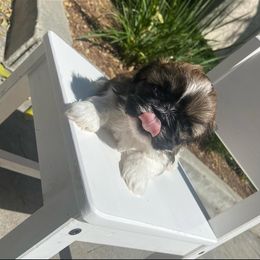 Bulldog, Poodle, and Shih Tzu Puppies from Shih_doodle_Co