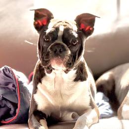 Boston Terriers from Angela Pierce