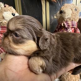 Girl 1 - Chocolate and tan female Shih Tzu puppy in Bloomington, California from Horacio Basulto's Shih Tzu