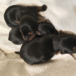 Yorkshire Terrier puppies from Jodi's Yorkies