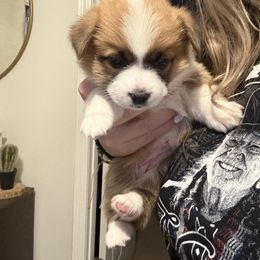 Pink - Full send - White and red female Pembroke Welsh Corgi puppy in Largo, Florida from Nauti Corgi’s