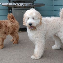 Bernedoodle and Double Doodle Puppies from Cloud Nine Doodles