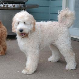 Bernedoodle and Double Doodle Puppies from Cloud Nine Doodles