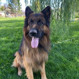 Apollo - German Shepherd