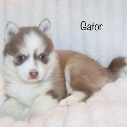Boy 3 - Lavender male Pomsky puppy in Denham Springs, Louisiana from Bayouland Pomskies