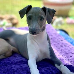Italian Greyhound Puppies from Divine Italian Greyhounds