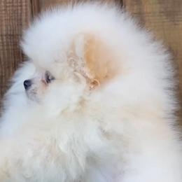 Pomeranian Puppies from Bluebonnet Pomeranians