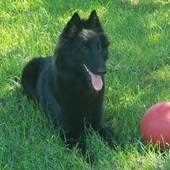 Belgian Sheepdogs from Renee's Belgian Sheepdogs