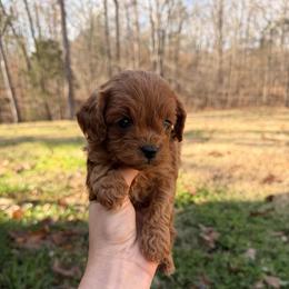 Liam - Red male Cavapoo puppy in Midland, North Carolina from Rocky River Cavapoos